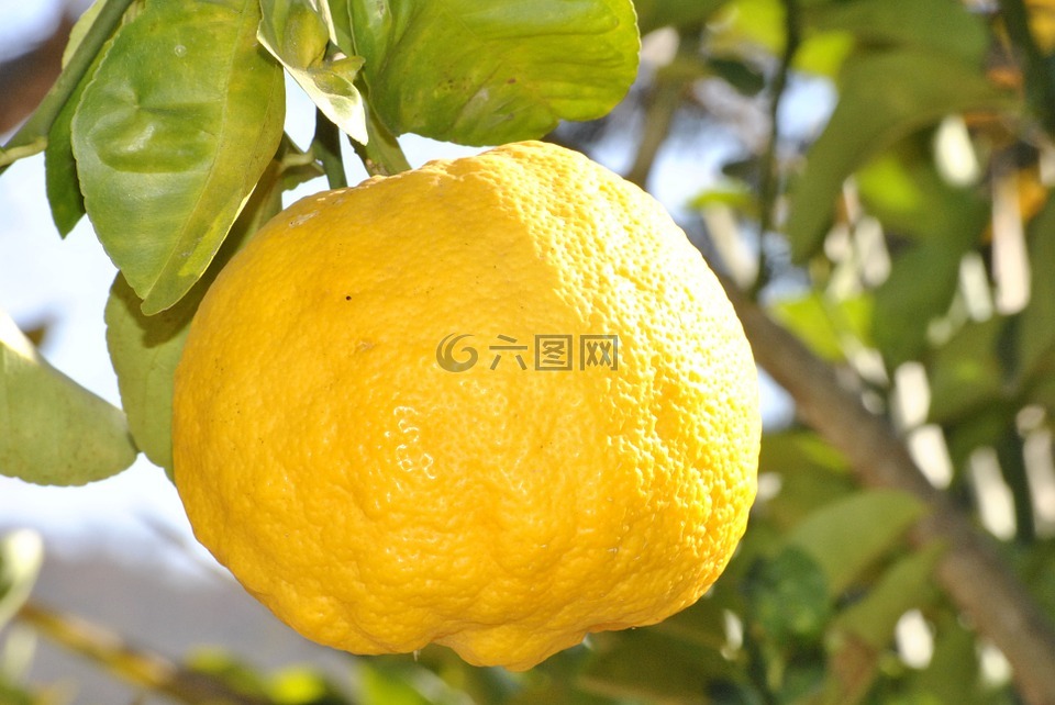 檸檬,橙色,水果