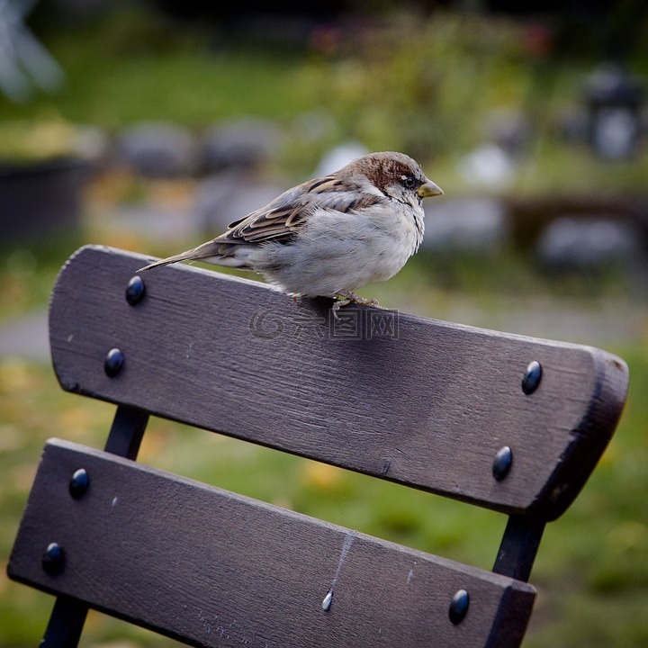 麻雀,鳥,動物
