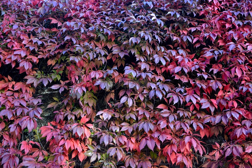 藤葉紅色,墻上的植物,紅葉