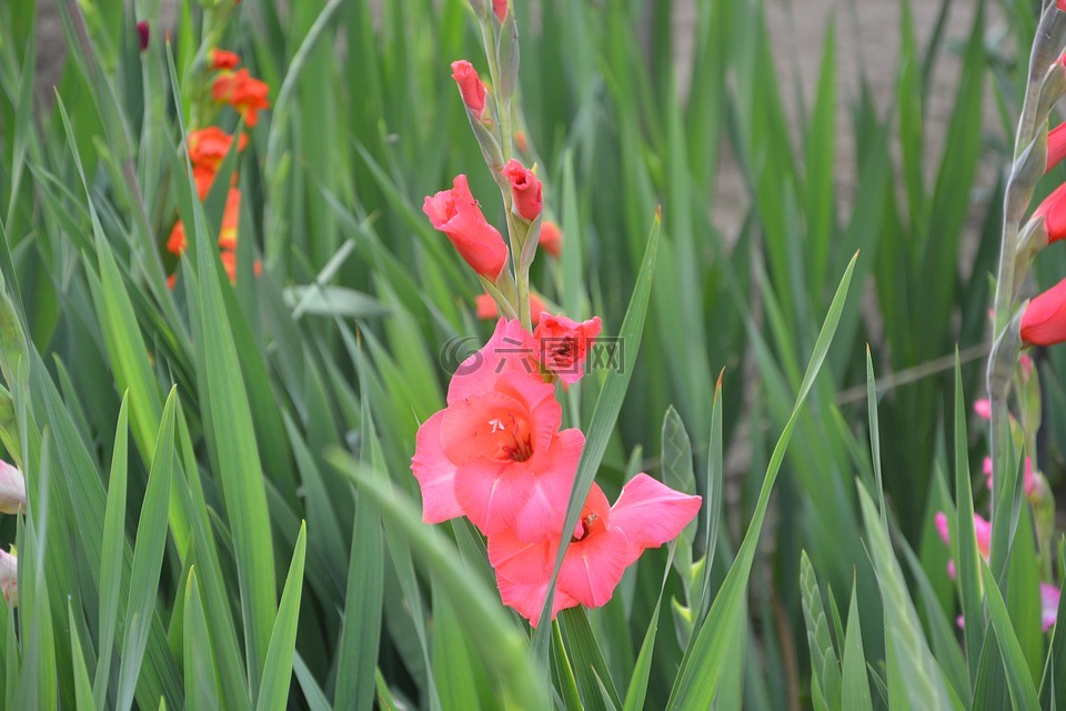 glaeu?l,鮮花,葉