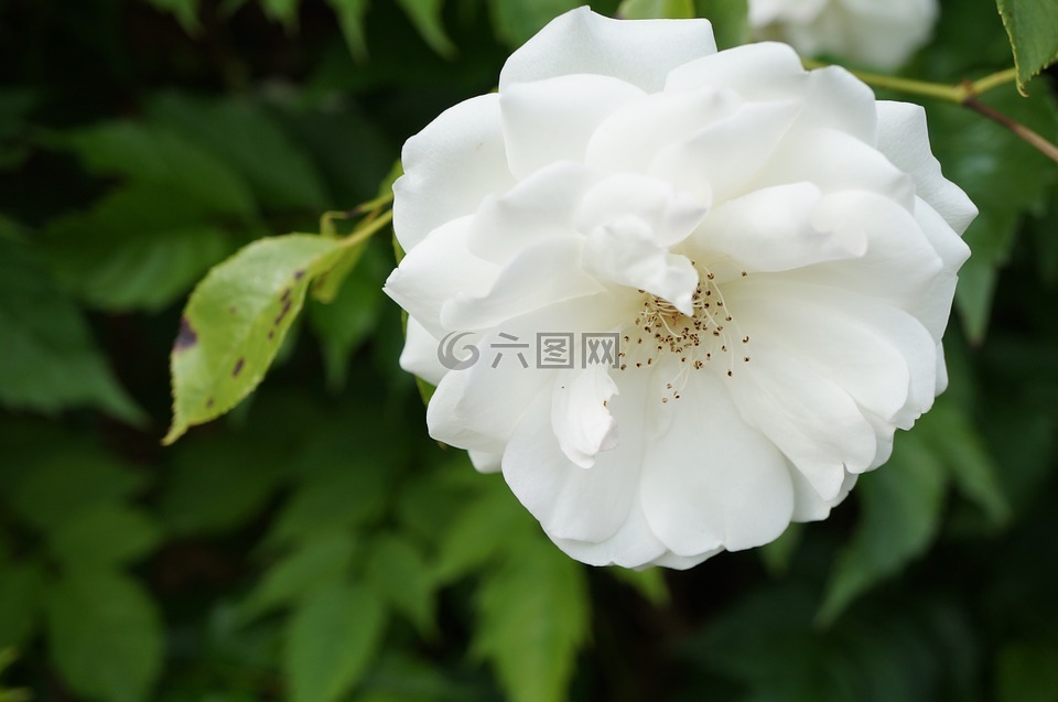 花卉,關閉,玫瑰