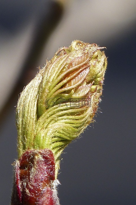 芽,花楸樹漿果,自然