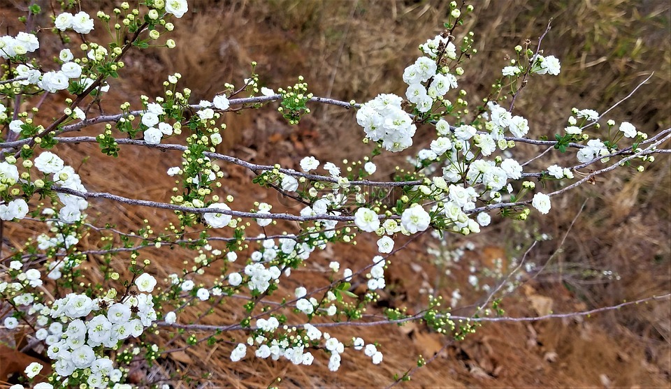 花,植物區(qū)系,樹