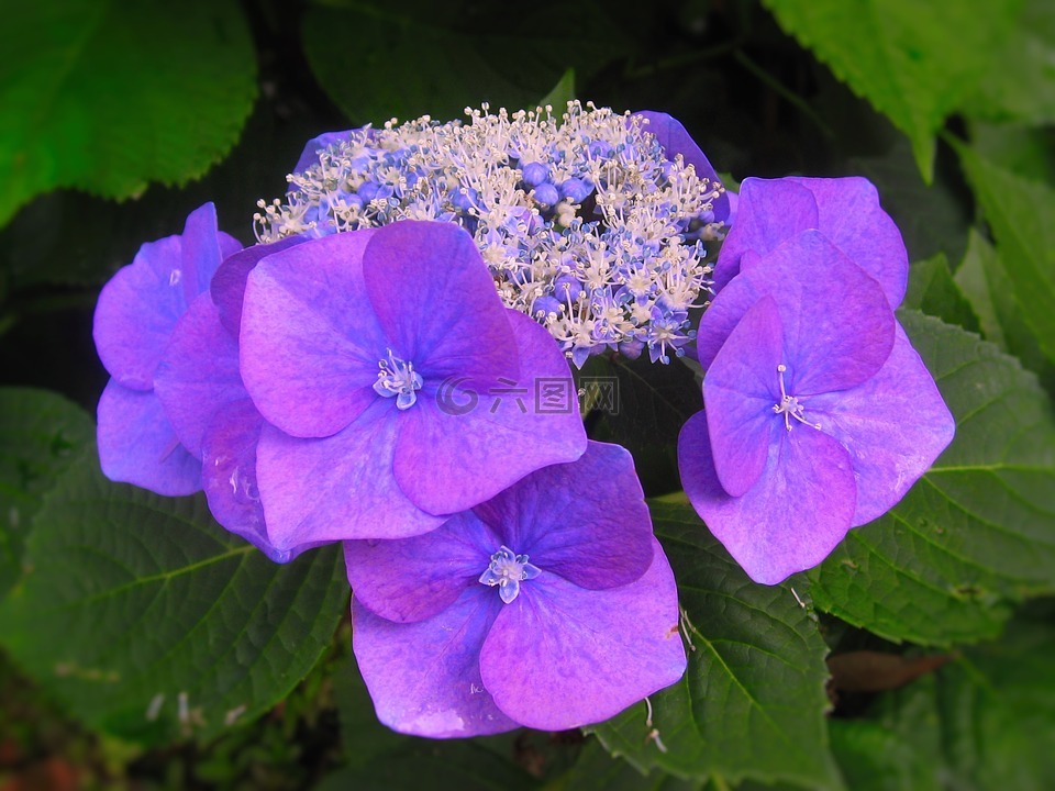 繡球花,ota kisan,鮮花