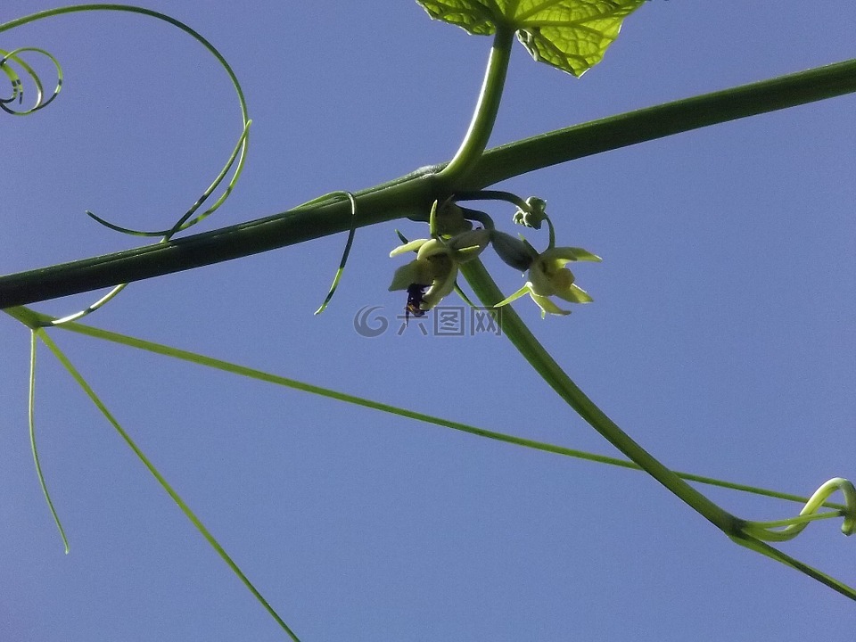 葉,植物,佛手瓜