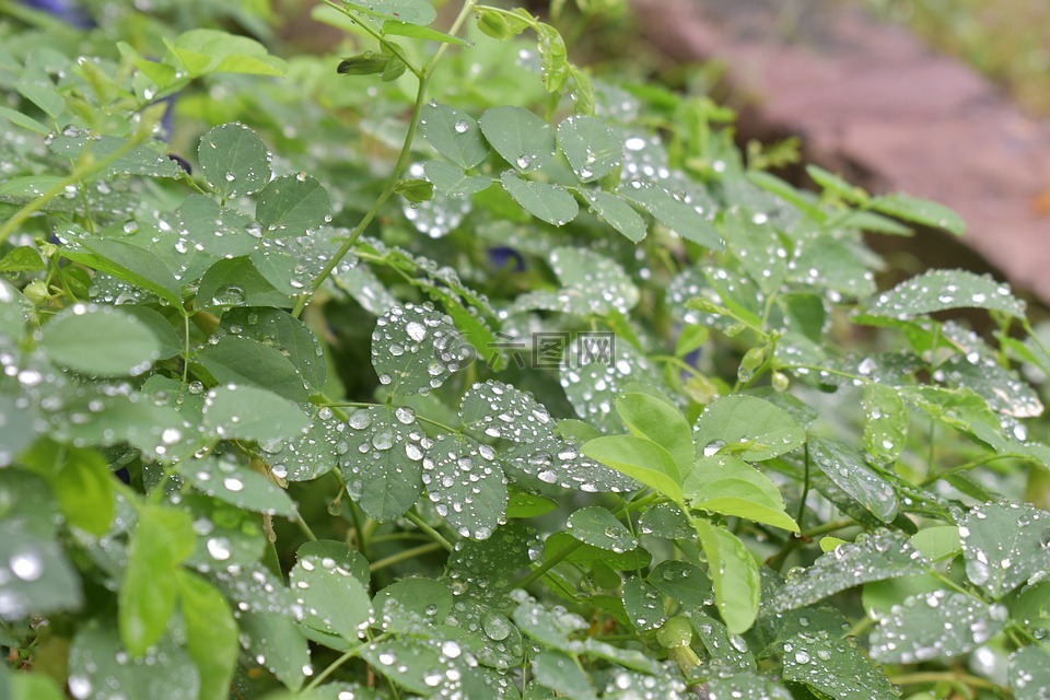 植物,雨滴,水