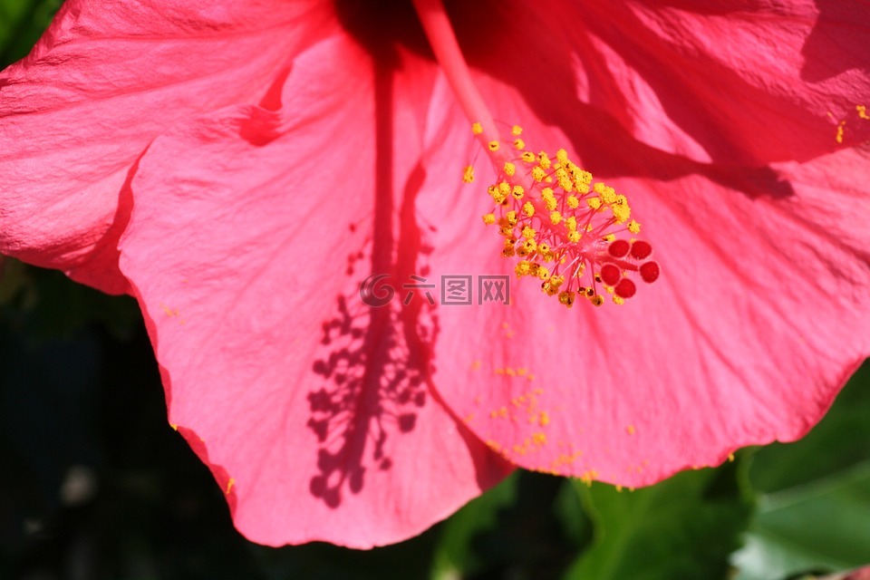 红,阴影,夏天