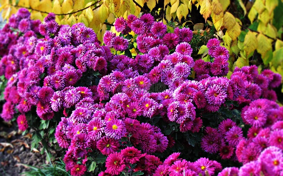 鲜花,花园,夏天