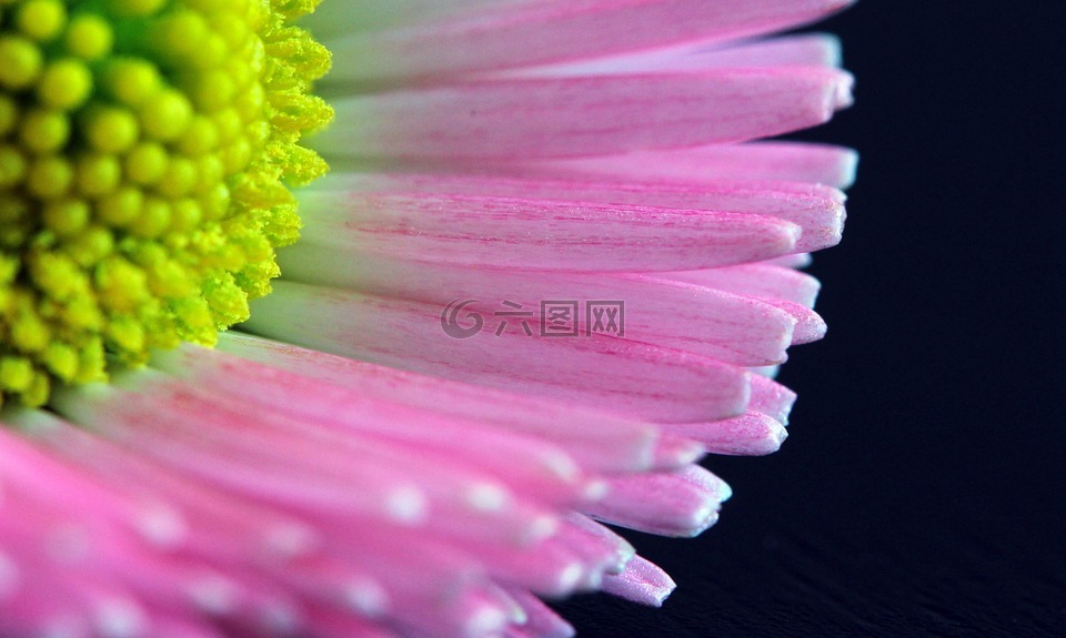 花,花瓣,花粉