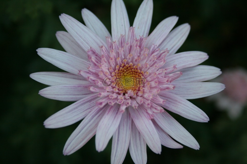 雛菊,花,盛開(kāi)