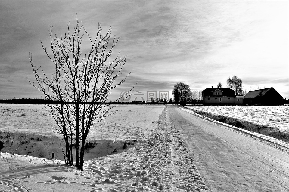 路,冬天,大自然