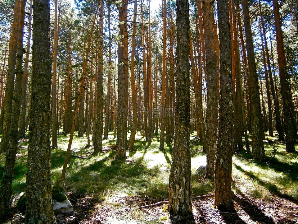 景觀,森林,松