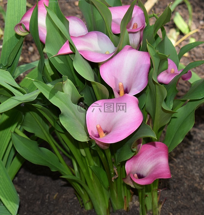 马蹄莲,花,开花