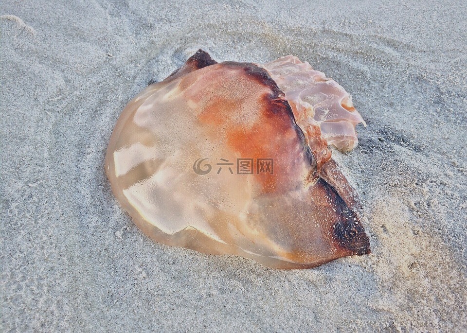 海蜇,灘海,自然