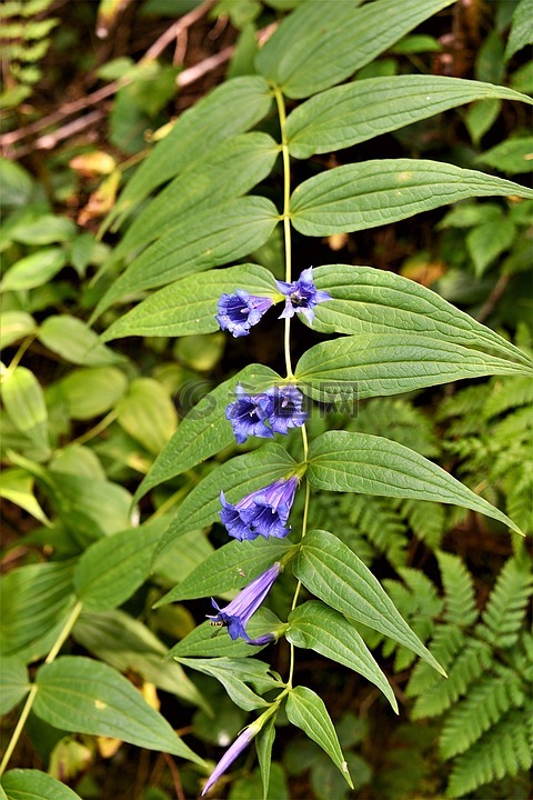 桔梗,開花,野花