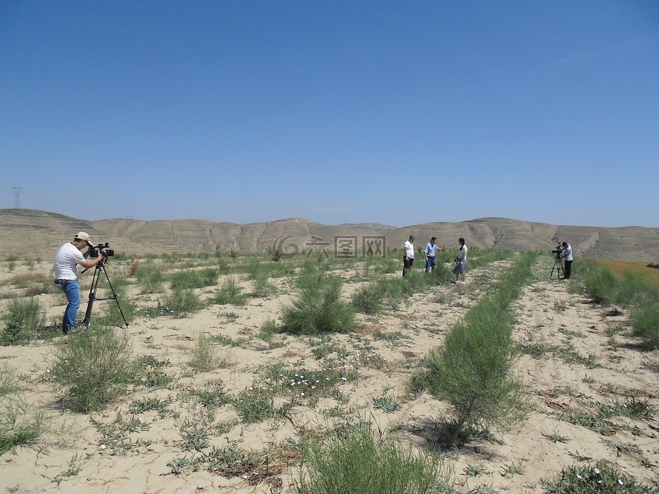 梭梭,肉蓯蓉,黃土高原