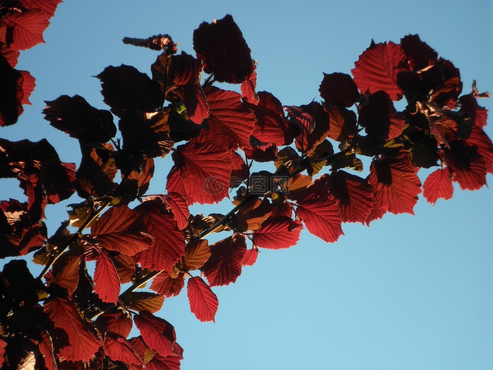 榛,葉子,紅色