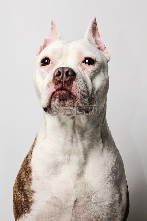 pitbull,狗,婊子