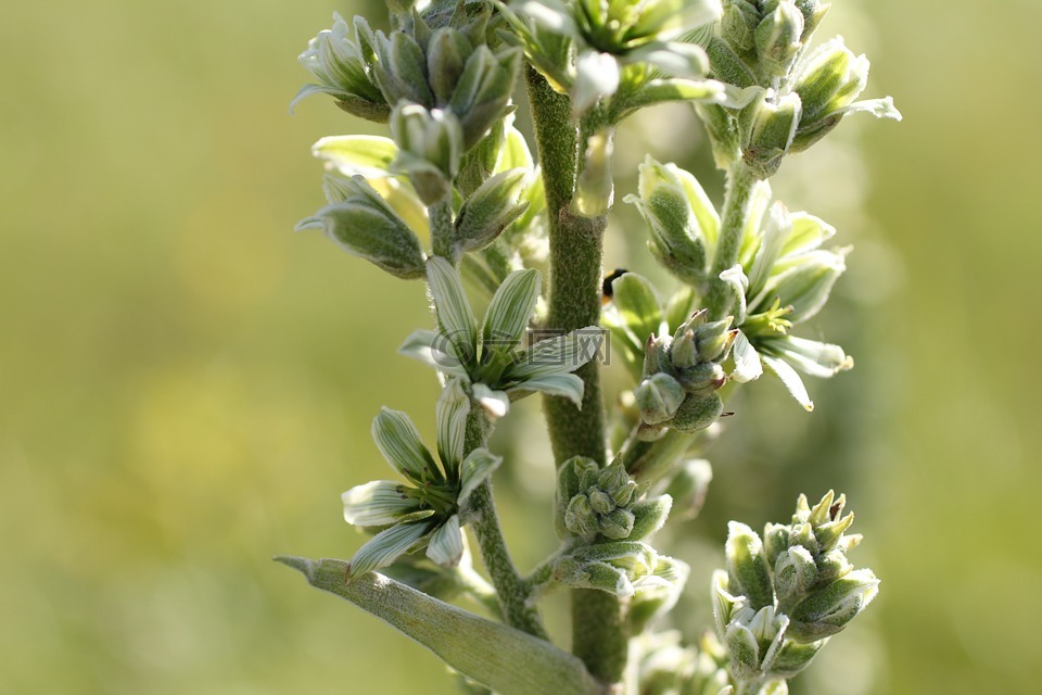 白森、 杰默,野生植物,開花