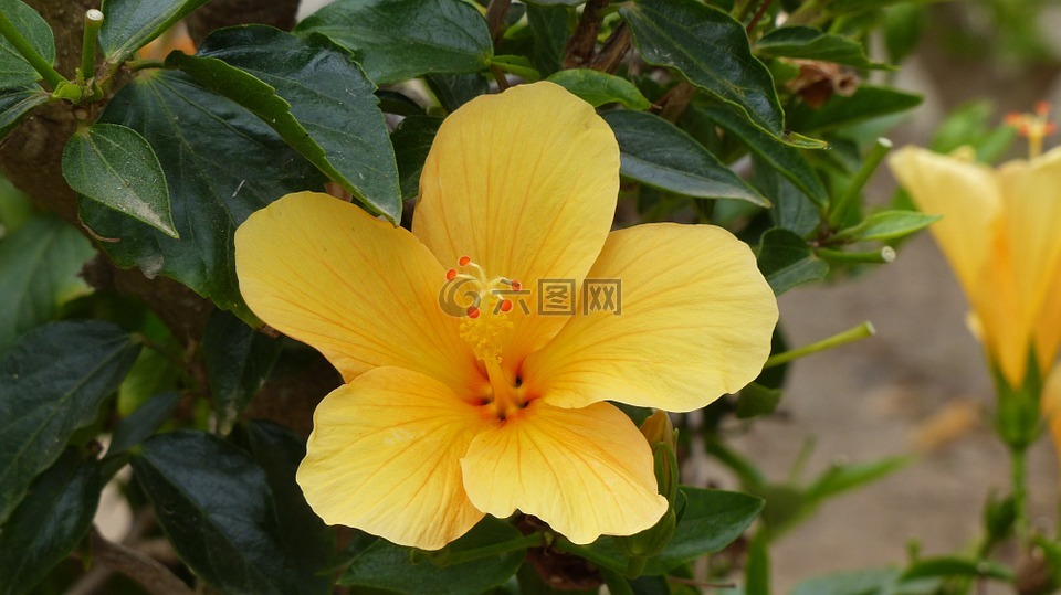 黃芙蓉,夏威夷國花,鮮花