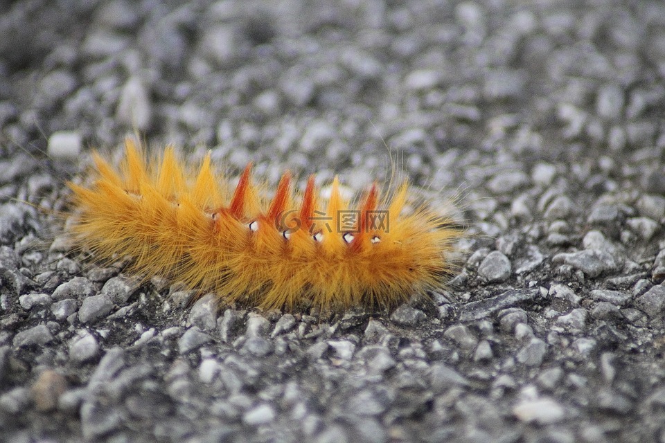 楓葉 蛾,acronicta aceris,橡樹貓頭鷹卡特彼勒