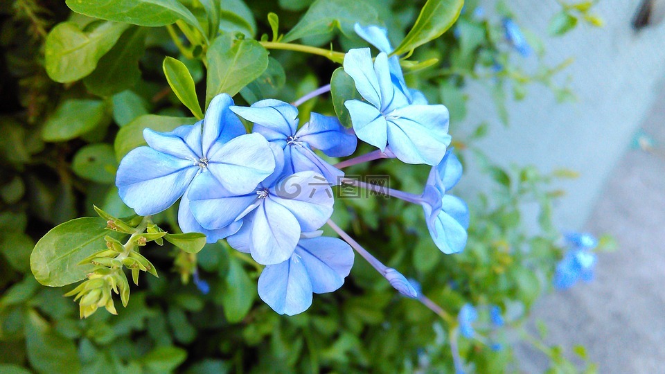 花,特寫,野花