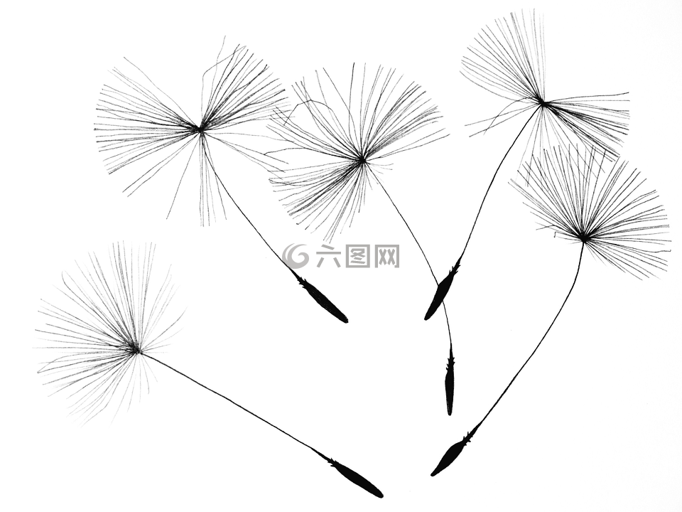 蒲公英的种子,蒲公英,花