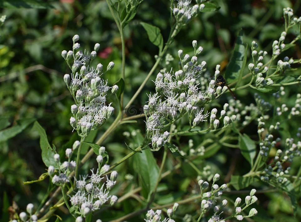snakeweed,花,開花