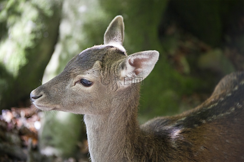 達(dá)姆野,年輕的動物,野生