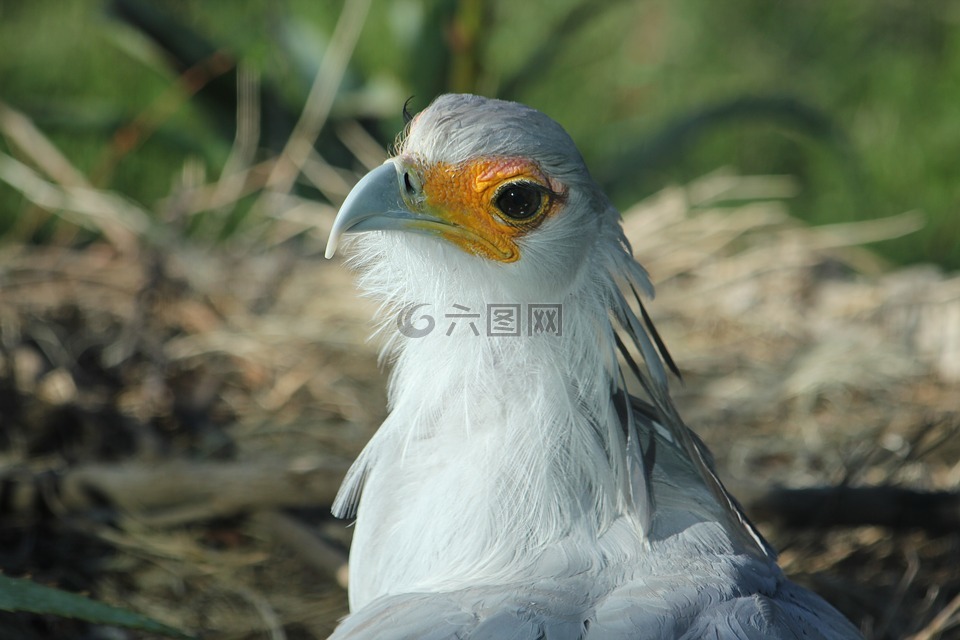 自然,鳥,燕窩