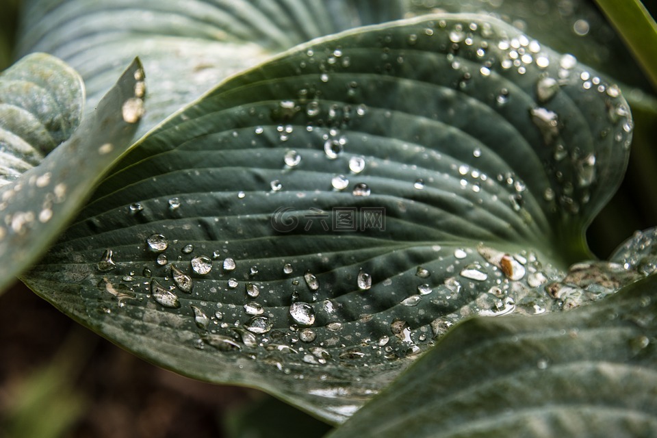 植物,雨,下雨天