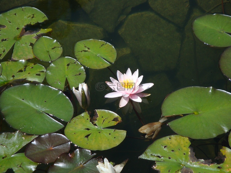 睡蓮,池,鮮花