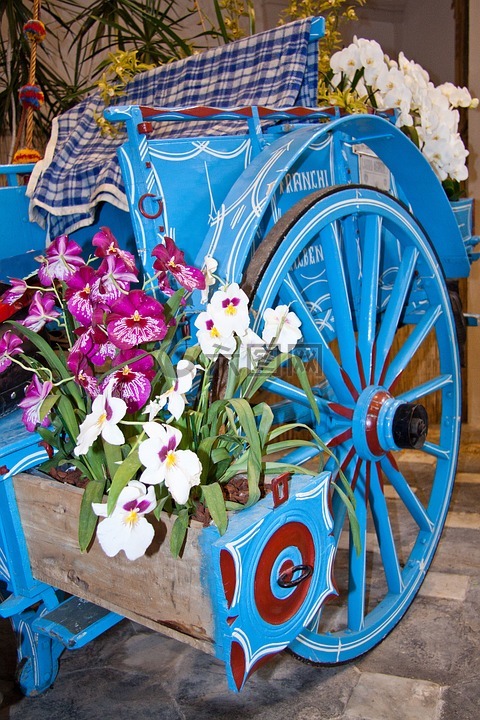 蘭花,石斛,植物群