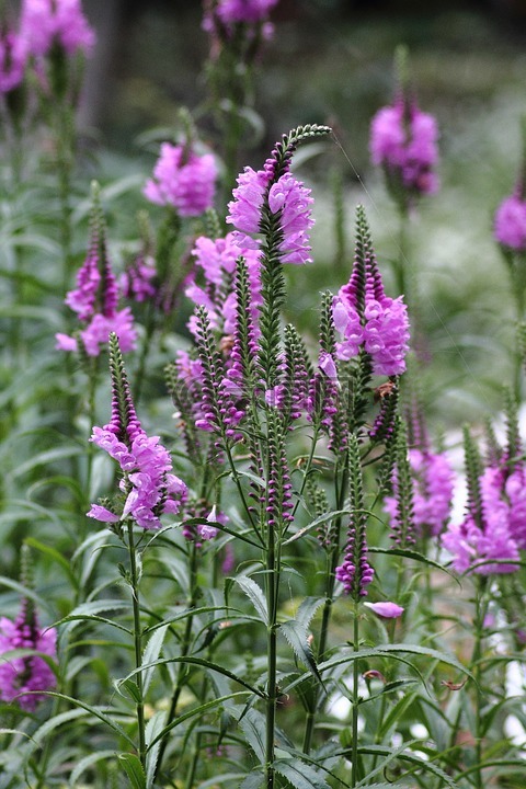 最后開花,鮮花,紫