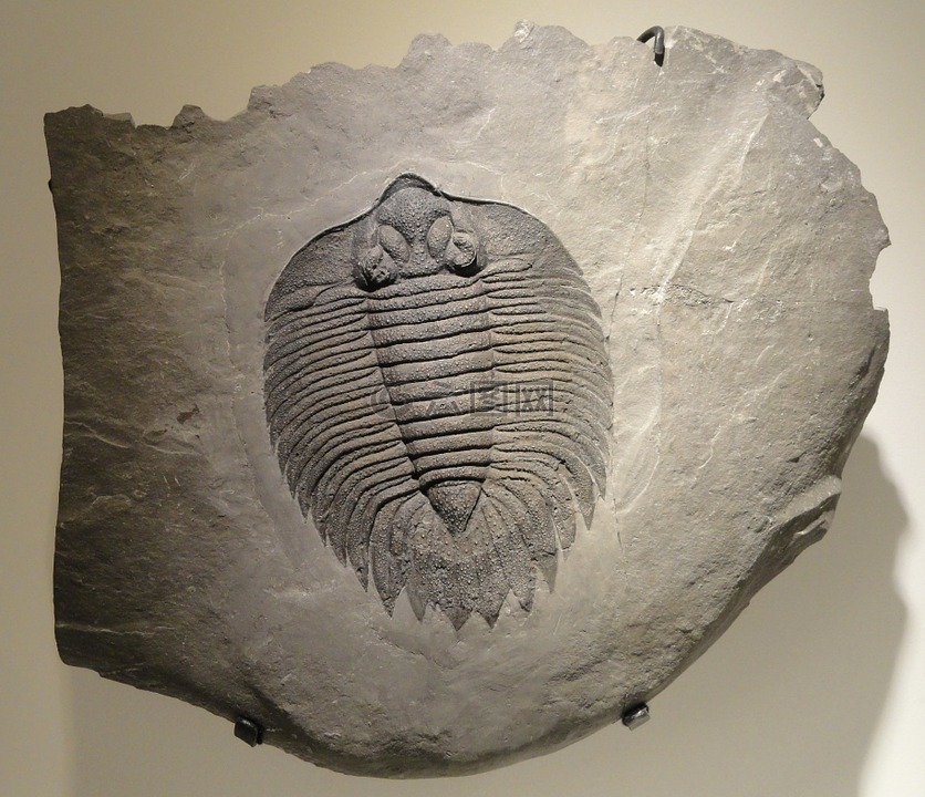 arctinurus boltoni,三葉蟲(chóng),化石