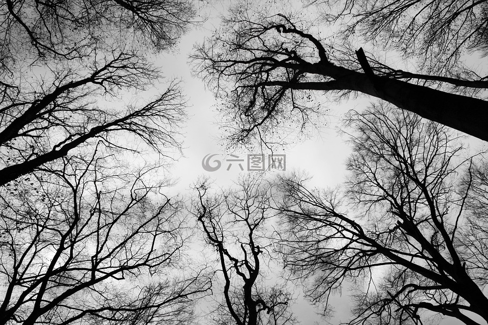 皇冠,禿枝,天空
