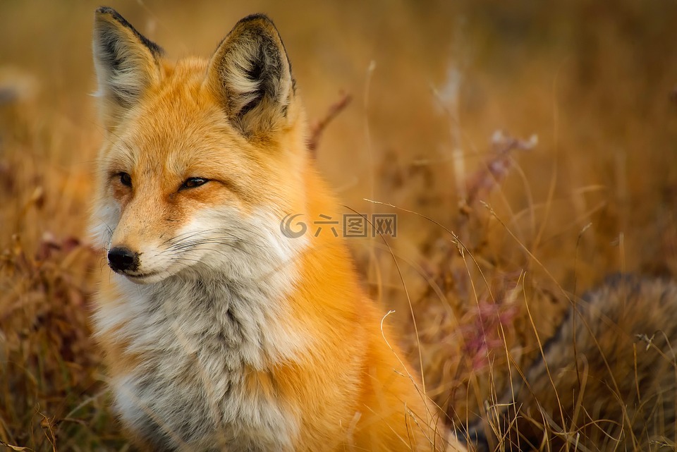 福克斯,動物,野生動物