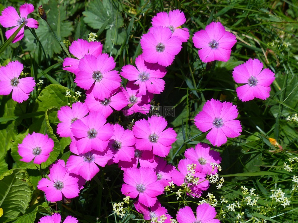 孔雀康乃馨,香石竹,花