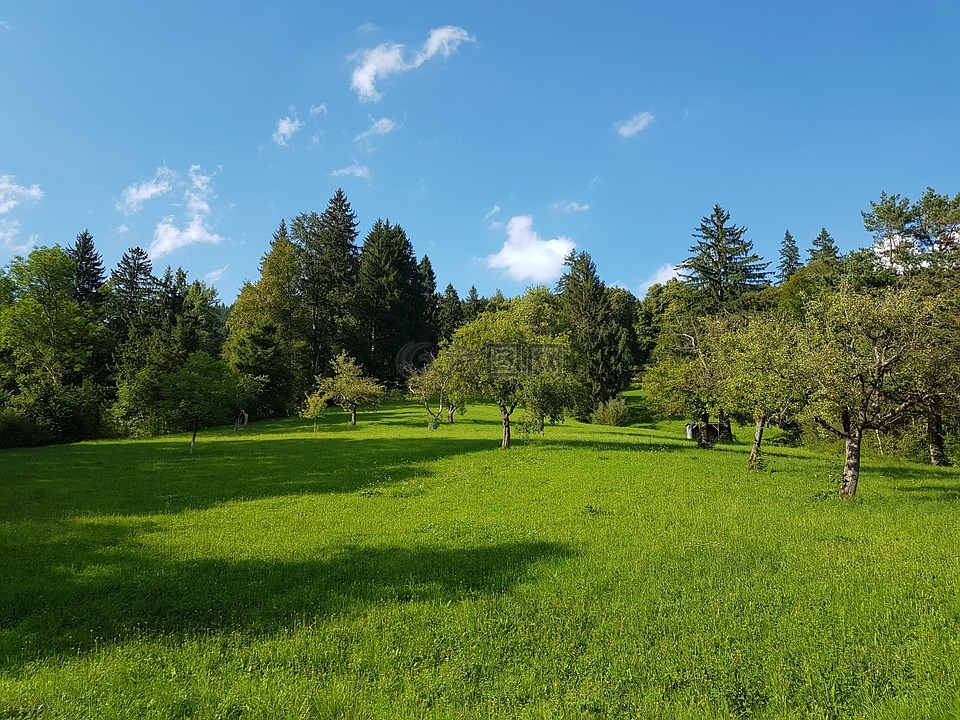 果树,云杉,夏天草地