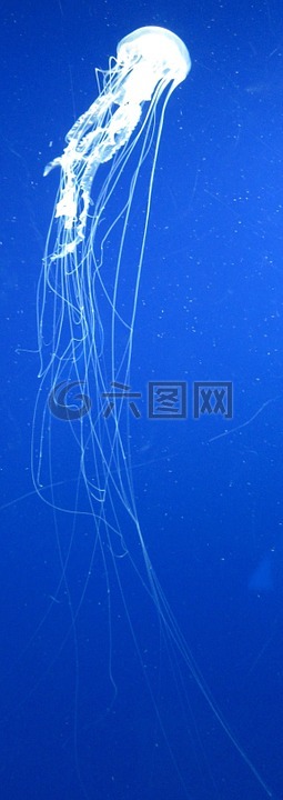 大西洋,海,蕁麻