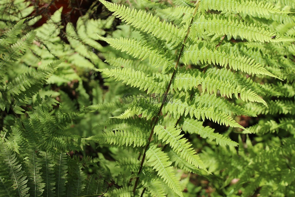 綠色,植物,蕨