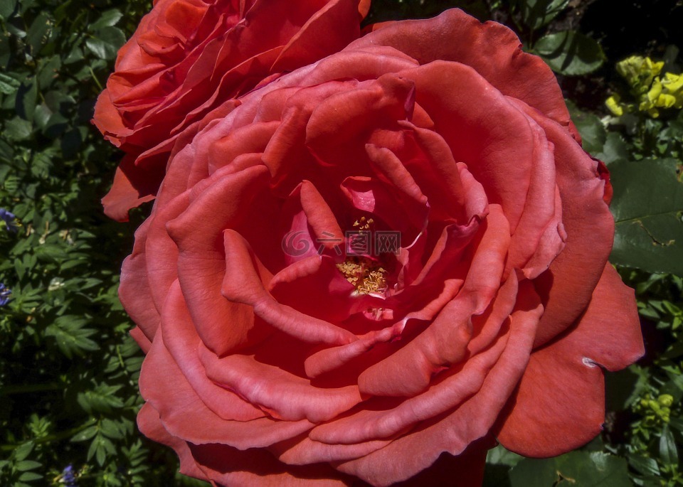 紅色,玫瑰,花