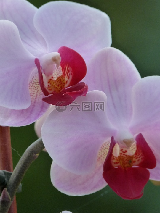蘭花,花,植物區(qū)系
