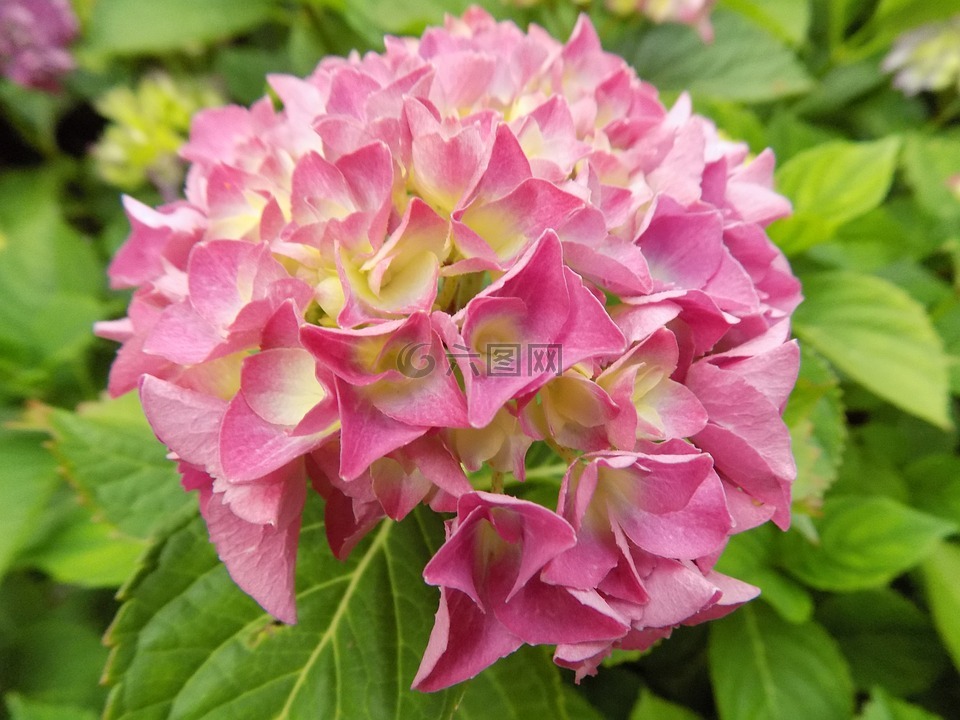 花,八仙花,粉红色