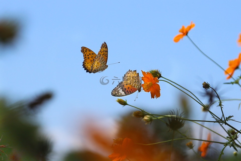 蝴蝶,支撐,lycaena phlaeas