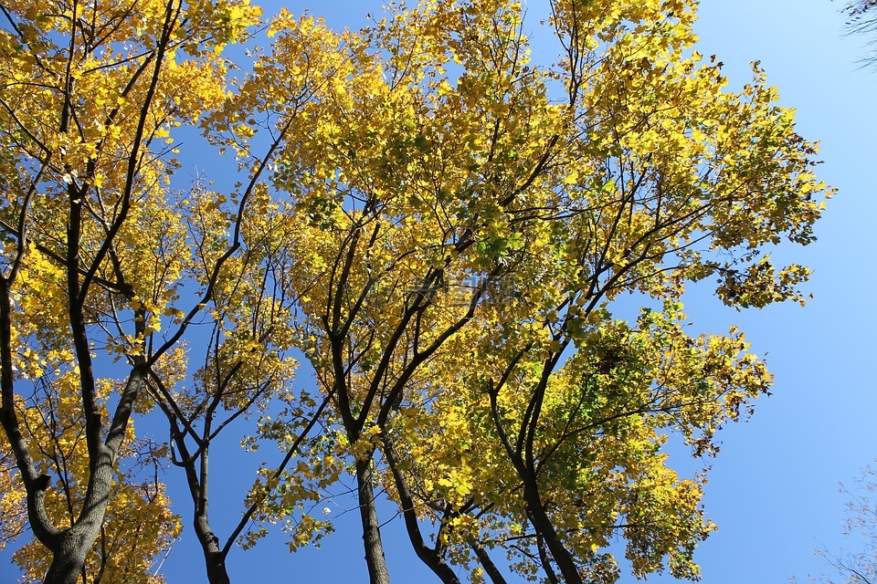 秋天的樹葉,自然,天空