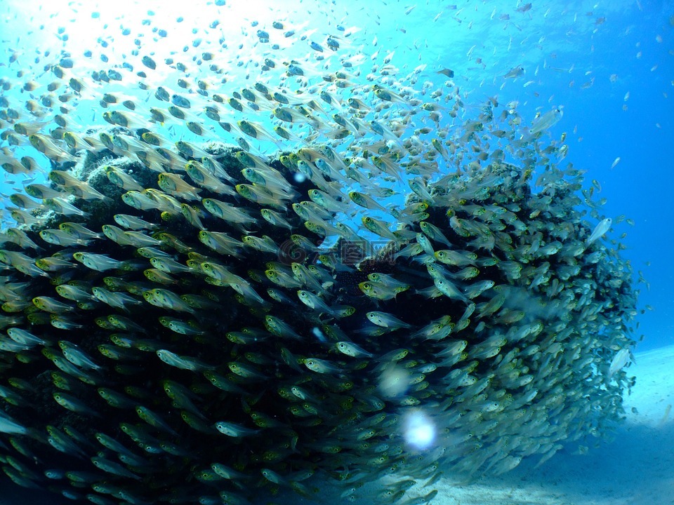 海鱼跳水