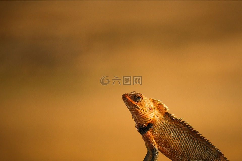 龍,承擔(dān)龍,野生