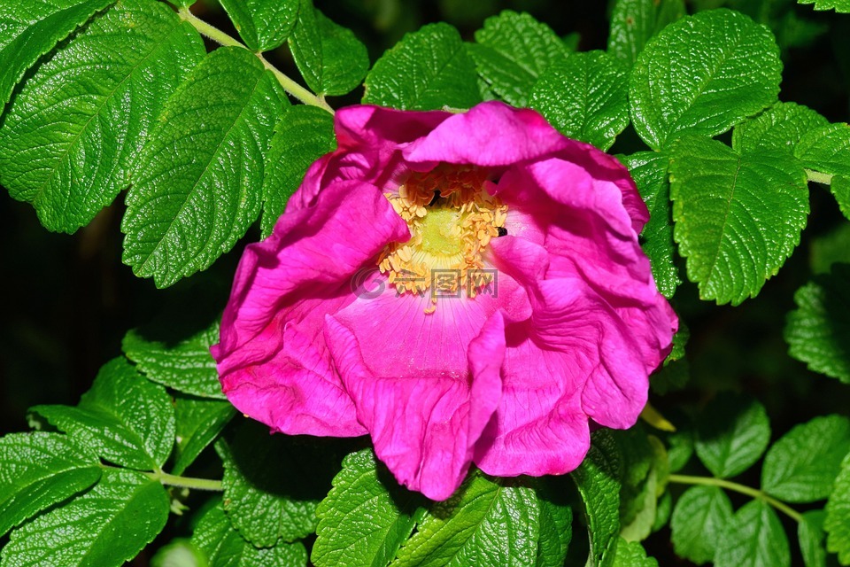 野玫瑰,布什,開花