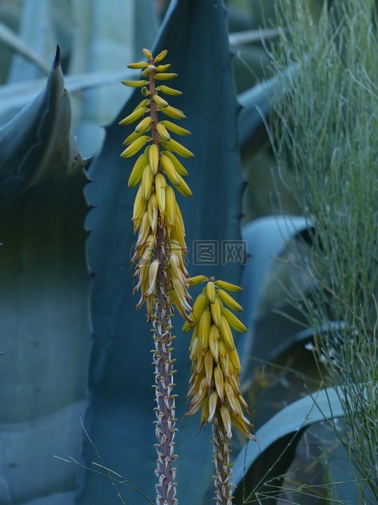真正的蘆薈,開花,廠